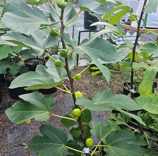 Fig Trees & Cuttings