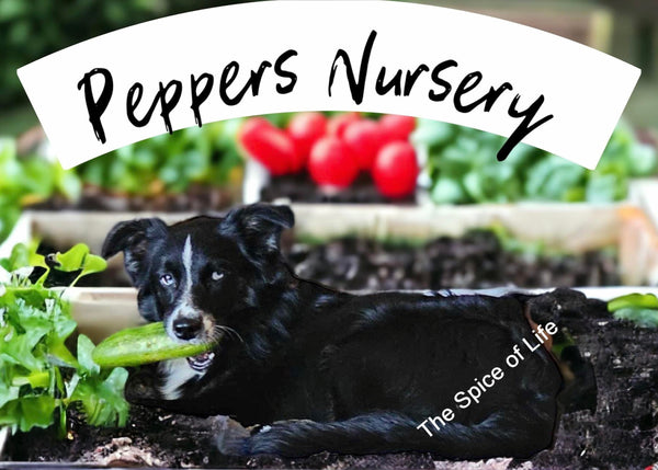 Pepper's Enterprises